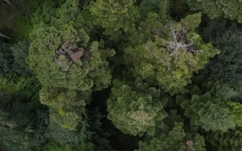 Stock Video Forest Covered With Trees And Vegetation For PC