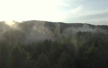 Stock Video Forest Covered By Mist At Sunrise From The Heights For PC