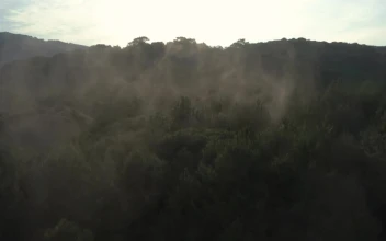 Stock Video Forest Covered By A Mist Seen From The Air For PC