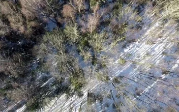 Stock Video Forest After Snow Has Fallen For PC