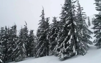 Stock Video Foggy Environment In Winter Mountains For PC