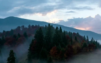 Stock Video Foggy Autumn Forest In The Morning For PC