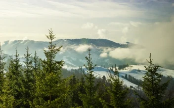 Stock Video Fog Over A Winter Forest Time Lapse For PC