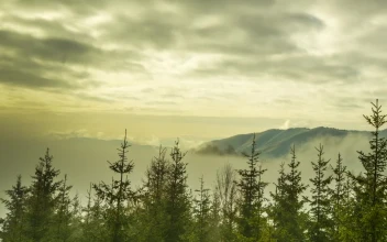 Stock Video Fog Covering A Landscape Of A Snowy Forest For PC
