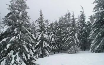 Stock Video Fog Covering A Beautiful Forest In Winter For PC