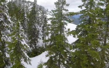 Stock Video Flying Through The Trees On The Top Of A Snowy For PC