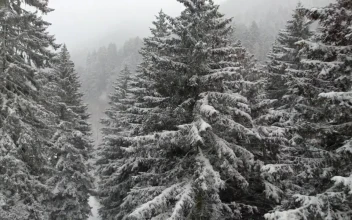 Stock Video Flying Through A Snowy Forest Between The Pine Trees For PC