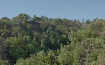 Stock Video Flying Through A Landscape Covered With Hills And Trees For PC