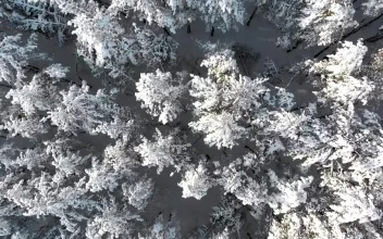 Stock Video Flying Over The Treetops Of A Snowy Forest For PC