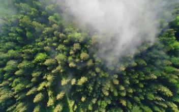 Stock Video Flying Over The Clouds That Cover A Pine Forest For PC