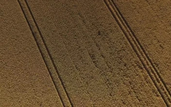Stock Video Flying Over Summer Crops For PC