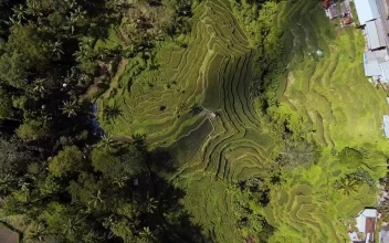 Stock Video Flying Over Rice Fields For PC