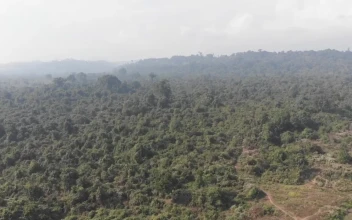 Stock Video Flying Over Hills Covered With Trees For PC