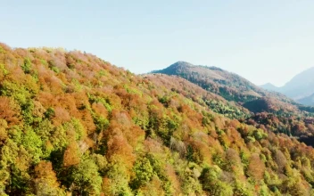Stock Video Flying Over Hills Covered In Autumn Trees For PC