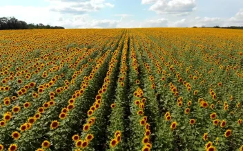 Stock Video Flying Over A Sunflower Field In The Morning For PC