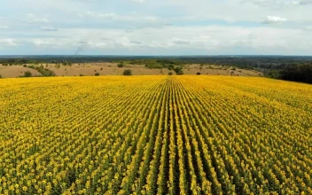 Stock Video Flying Over A Large Sunflower Field For PC