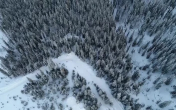 Stock Video Flying Over A Huge Winter Forest Full Of Pines For PC