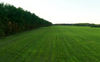 Stock Video Flying Over A Green Field And A Tree Line For PC