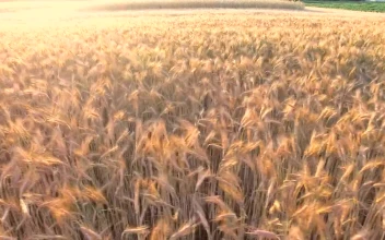 Stock Video Flying Over A Golden Wheat Field For PC