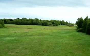 Stock Video Flying Over A Field Of Sheep For PC