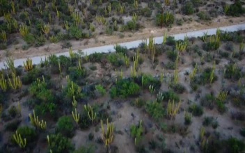 Stock Video Flying Over A Field Full Of Vegetation For PC