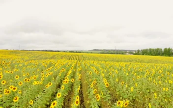 Stock Video Flying Low Over A Huge Field Of Sunflowers For PC