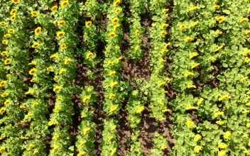 Stock Video Flying And Spinning Over A Sunflower Field For PC