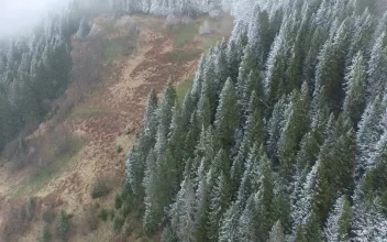 Stock Video Flying Above The Winter Forest For PC