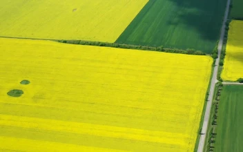 Stock Video Flying Above Large Rapeseed Fields For PC