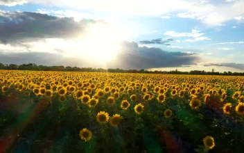 Stock Video Flying Above A Sunflower Field In The Sunset For PC
