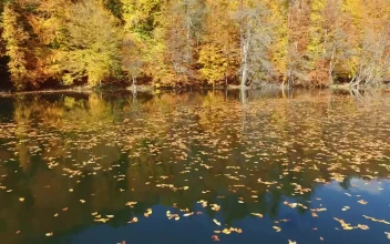 Stock Video Flying Above A Lake With Autumn Leaves For PC