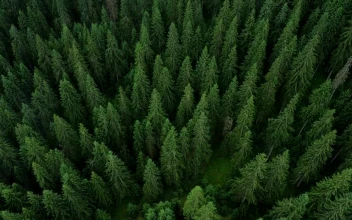 Stock Video Flying Above A Beautiful Pine Forest For PC