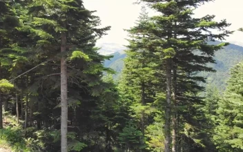 Stock Video Fly Through The Trees Into The Mountains For PC