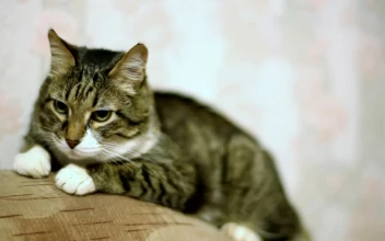Stock Video Fluffy Cat Resting At The Couch For PC