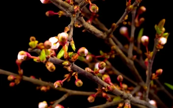 Stock Video Flowers On The Branches Of A Tree Opening Slowly For PC