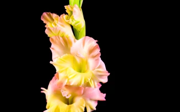 Stock Video Flowers On A Stem Slowly Opening Their Petals For PC