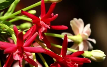 Stock Video Flowers Moving Gently In The Wind For PC