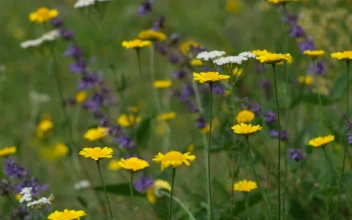 Stock Video Flowers In Nature For PC