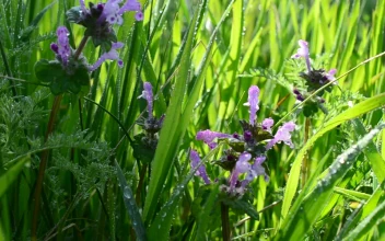 Stock Video Flowers In A Meadow For PC
