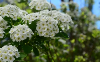 Stock Video Flowers Growing In Spring For PC