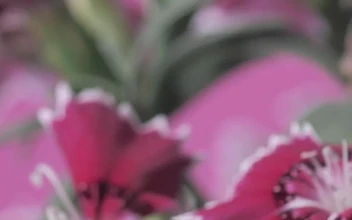 Stock Video Flowers Between Stems And Green Leaves For PC