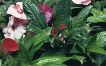 Stock Video Flowers And Green Plants For PC