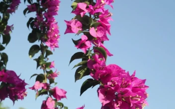 Stock Video Flowers Against A Clear Blue Sky For PC