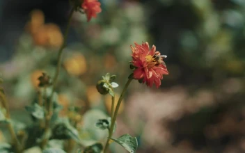 Stock Video Flower With A Bee For PC