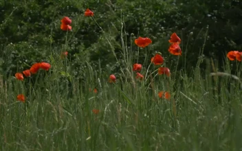 Stock Video Flowering Plants Among The Grass In Nature For PC