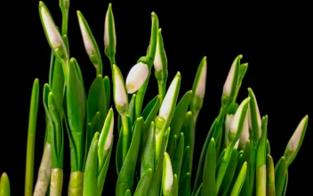 Stock Video Flower Plant With Cocoons Growing For PC