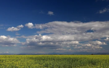 Stock Video Flower Landscape And The Cloudy Sky For PC