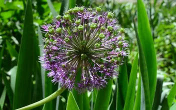 Stock Video Flower Growing Within Tall Grass For PC