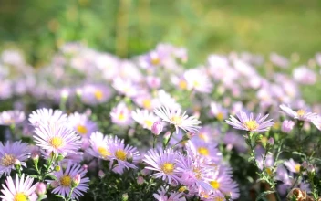 Stock Video Flower Field With Bees Pollinating For PC