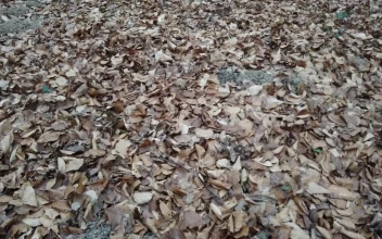 Stock Video Floor Of A Forest Of Tall Trees Covered With Dry For PC